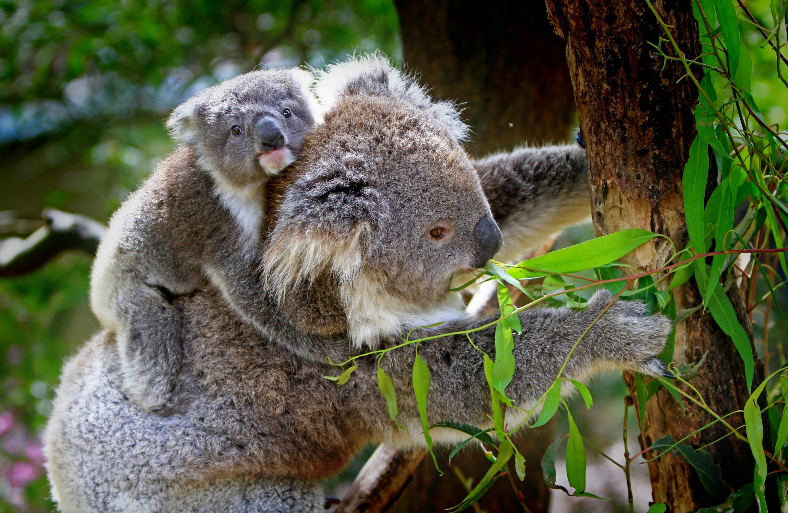 Koala uitzetgids.nl