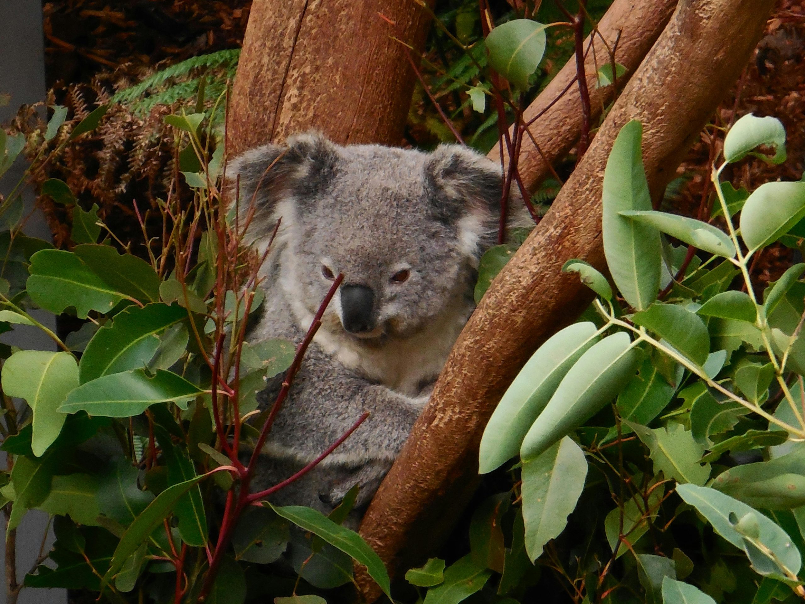 A koala nestled comfortably among eucalyptus leaves, showcasing its natural habitat.